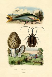 Ehető Morel, 1833-39 alkotó: French School